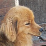 Gyogyó