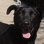 Apacs - Indianer familie