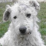 CsipkeJ&oacute;zsika