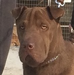 Kakao (STEHT NICHT ZUR AUSLANDSVERMITTLUNG)