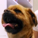 Med&aacute;l