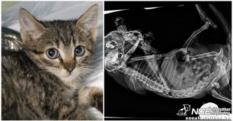 Kätzchen Guriga hat 3 gebrochene Beine