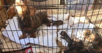 Beschlagnahmung von 106 Hunden in Barcs