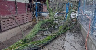 Sturmschäden im NOAH Tierheim Ungarn