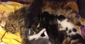 Die erste Katzenfamilie des Jahres