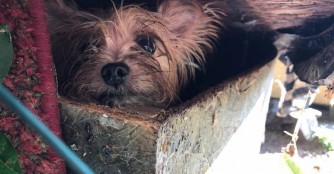 139 Hunde wurden aus der Vermehrerhölle gerettet!
