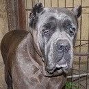 Shiva - cane corso