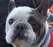 Doll&aacute;r - reserviert