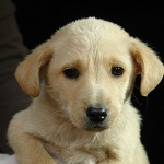 Piranha family - Paraguay