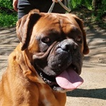 Apostol - RESERVIERT