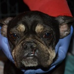 Ny&iacute;rbog&aacute;ti Bab&eacute;r - RESERVIERT