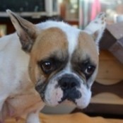 Bambusz - RESERVIERT