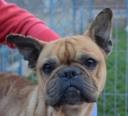 Ny&iacute;rbog&aacute;ti Biri - RESERVIERT