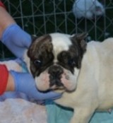 Ny&iacute;rbog&aacute;ti Britta