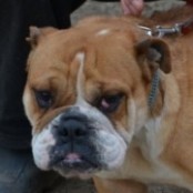 Buck&aacute;n&eacute; - RESERVIERT