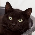 C&oacute;km&oacute;k