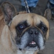 Goldman - RESERVIERT