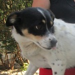 Hopp&aacute;r&eacute;