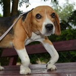 Jol&aacute;n - RESERVIERT