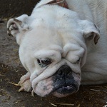 Kate Beckinsale - RESERVIERT