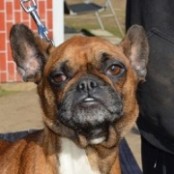 Kenderesi Mandy - RESERVIERT