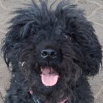 Kond&oacute; - RESERVIERT