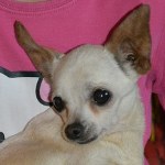 Porcel&aacute;n Lili - Reserviert