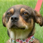 L&oacute;ci - RESERVIERT