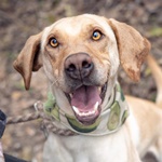 L&uuml;tyő - RESERVIERT