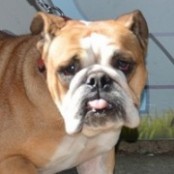 Macaron - RESERVIERT