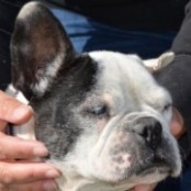 Marionette - RESERVIERT