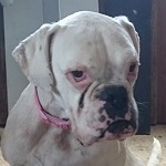 Mim&oacute;za - RESERVIERT