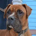 N&oacute;zer - reserviert