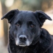 Patri&oacute;ta - RESERVIERT