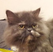 Puszedli (Charm of Otagoland Lora)