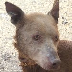 Rajmund - RESERVIERT