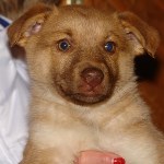 Rozsd&aacute;s R&eacute;zi