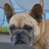 Rongyos - RESERVIERT