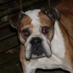 Sezlony - reserviert 