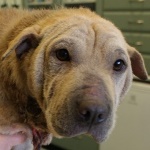 Szelence - RESERVIERT