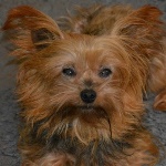 S&ouml;jt&ouml;ri Szempilla