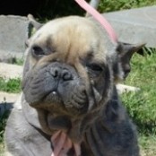 T&uuml;ske - RESERVIERT