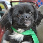 V&aacute;mp&iacute;r