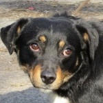 Rokon csal&aacute;d Zabos