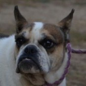 Zelinda - VERMITTELT