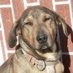 Zsirkreta - RESERVIERT