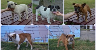 Fünf neue Bulldoggen in unserer Obhut