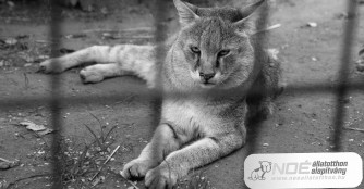 Unsere Sumpfkatze Columbo ist &uuml;ber die Regenbogenbr&uuml;cke gegangen